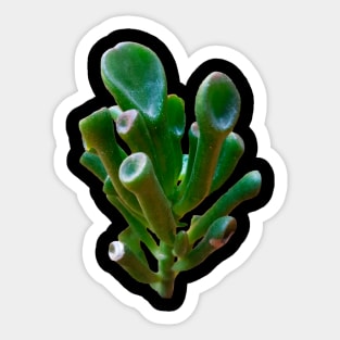 Crassula Ovata Gollum Sticker